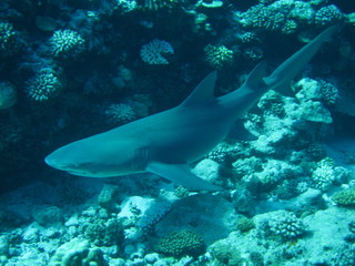 Fototapeta na wymiar Tiburon Limon w Bora Bora