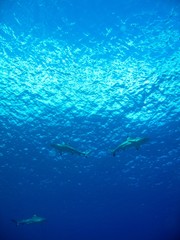 Fototapeta na wymiar Tiburon Vertical, Tahiti