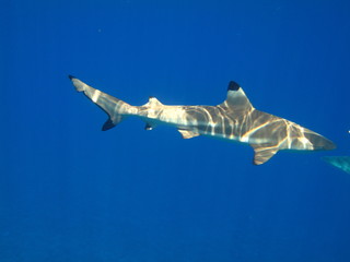 Tiburon de Bora Bora en superficie