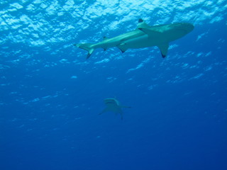 Dos Puntas Negras, Tiburones del Pacifico