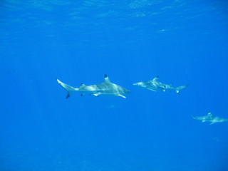 Tres tiburones puntas negras 