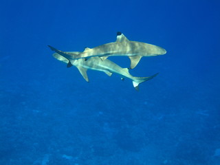 dos puntas negras sobre bora bora