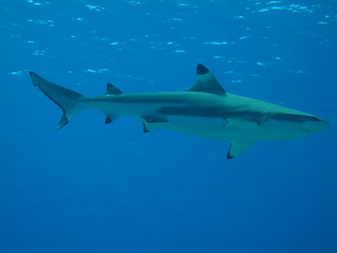 Tiburon Punta Negra sobre azul