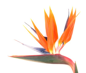 strelitzia ou oiseau de paradis