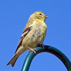 American Goldfinch perched with a blue sky.