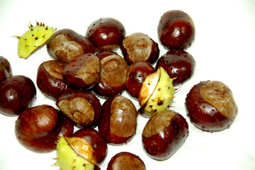 Castanea