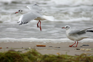 seagulls on the seaside beginning a flight