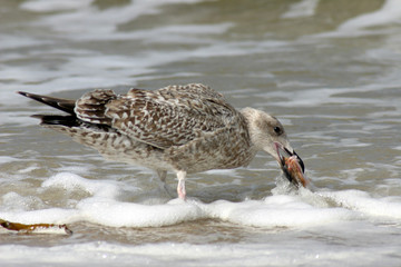 hunting seagull devouring it's victim fish