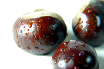 Castanea