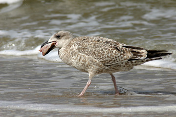 hunting seagull devouring it's victim fish