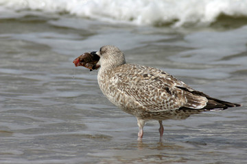 hunting seagull devouring it's victim fish