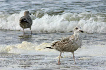two seagulls paddling in the waves