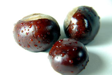 Castanea
