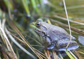 toad