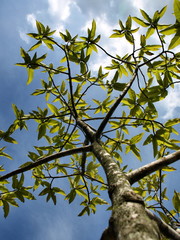 Reaching the Sky