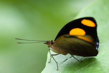 beautiful butterfly