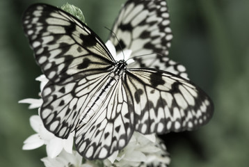 beautiful butterfly