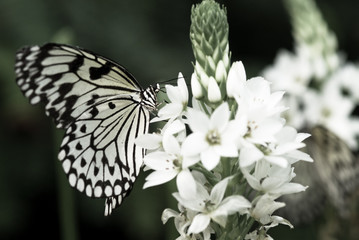 beautiful butterfly