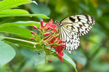 Obraz na płótnie Canvas piękny motyl