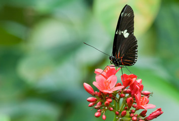 beautiful butterfly