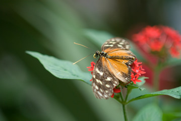 beautiful butterfly