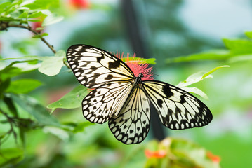 Fototapeta na wymiar piękny motyl