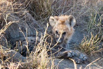 hyena cub