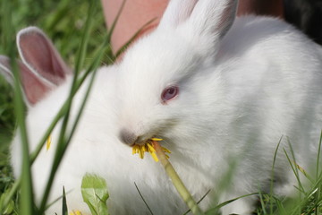 Two white rabbits © Dreef