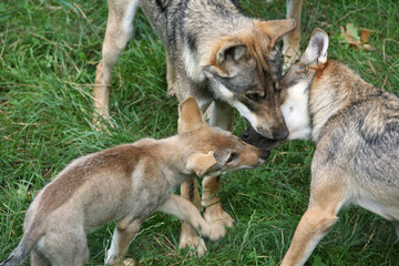 Junger Wolf