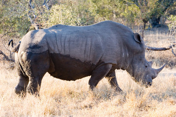 Fototapeta premium rhino in the african bush