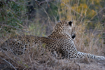 leopard in the african bush