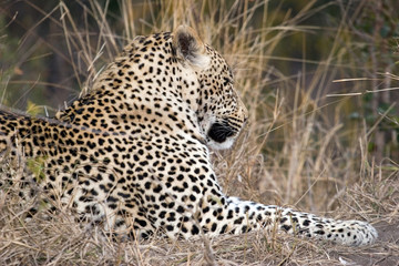 leopard, sabi sands reserve