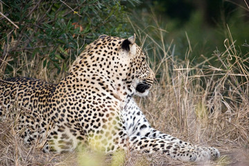 leopard in the bush