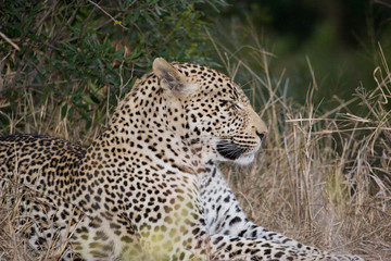 Fototapeta na wymiar leopard in the bush