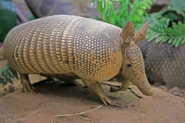 armadillo animal