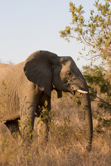 elephant in the african bush