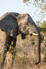 Obraz premium elephant in the african bush