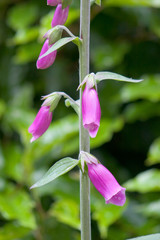 Foxglove
