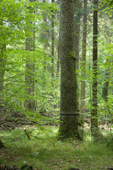 Big old oak black strip marked