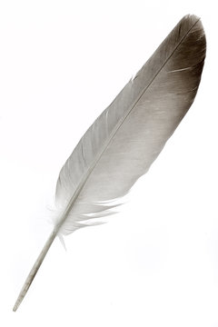Fototapeta feather