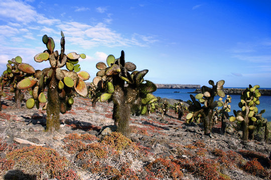 Halapagos Cactus tree landscape