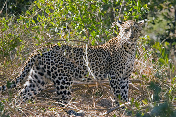 leopard at sabi sands in south africa