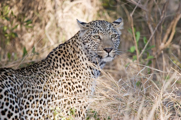 leopard in the bush