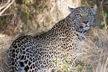 leopard in the bush
