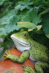 Garden statue of a frog / toad
