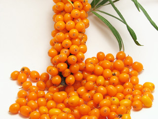 Sea-buckthorn berries