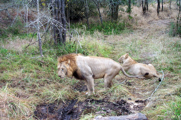 Lion pauses along path