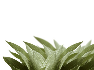 Fototapeta na wymiar sage leaf on white background 
