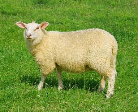 Schaf