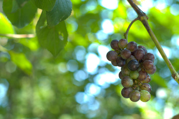 Wilde grape in the morning